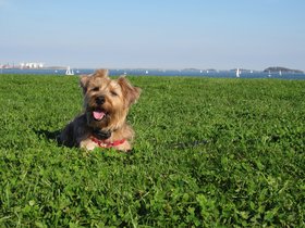../2011/10/09-1648-carson_beach-MA-dog-casper-grass.jpg