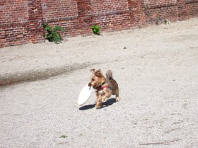 ../2011/10/15-1324-casper-frisbee-dog.jpg
