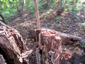 ../2011/10/16-1617-mushrooms-fresh_pond-MA.jpg