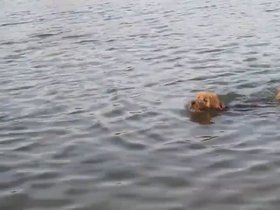 20-casper-swimming.mp4