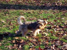 26-1625-jamaica_bay-NY-pond-dog-nora-casper.jpg