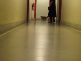 31-casper-kibble-chase.mp4