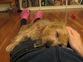 ../2012/01/22-2238-casper-dog-sleeping.jpg