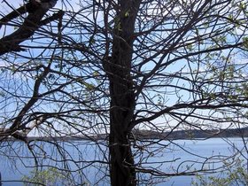 ../2012/04/15-1203-fresh_pond-MA-tree.jpg