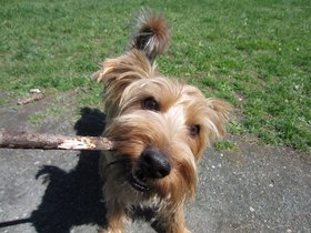 ../2012/04/29-1207-fresh_pond-MA-casper-stick-dog.jpg