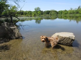 ../2012/05/18-1520-casper-dog-fresh_pond-MA-caper.jpg