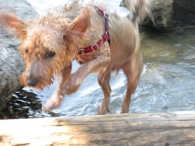 21-1627-casper-wet-jump-dog.jpg