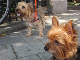 ../2012/09/02-1044-casper-lady_bug-dog-waiting.jpg