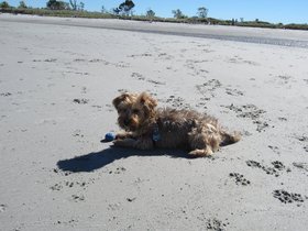 ../2012/09/23-1429-wingaersheek-MA-dog-beach-casper.jpg