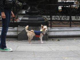 ../2012/09/29-0927-ny-cute-dog.jpg