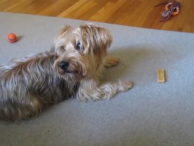 31-casper-play-dog-chew.mp4