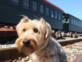 ../2013/04/25-1418-casper-portland_ME-ME-dog.jpg