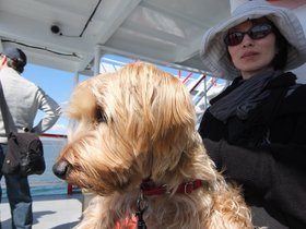 ../2013/04/26-1330-casper-portland_ME-ME-dog.jpg