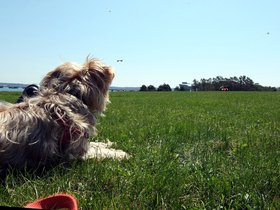 ../2013/04/27-0954-casper-portland_ME-ME-dog.jpg