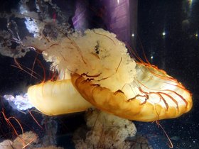 14-1006-aquarium.jpg
