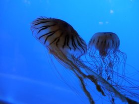 14-1007-aquarium.jpg