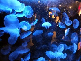 14-1007-aquarium_1.jpg