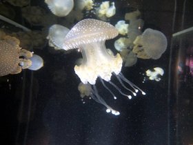 14-1008-aquarium.jpg