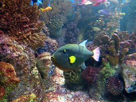 14-1047-aquarium_1.jpg