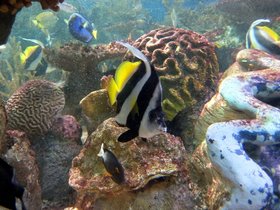 14-1048-aquarium.jpg