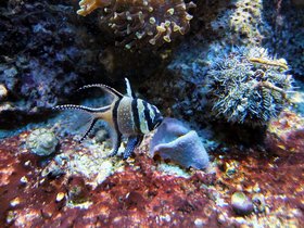 14-1050-aquarium.jpg