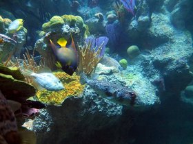 14-1141-aquarium.jpg
