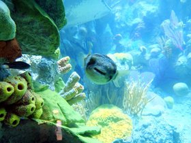 14-1142-aquarium.jpg