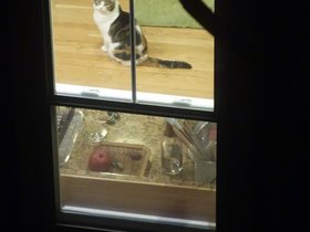 12-2043-cat.jpg