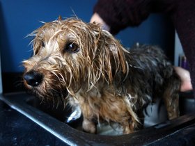 ../2014/02/16-1029-dog-casper.jpg