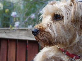 ../2014/04/27-1948-dog-casper.jpg