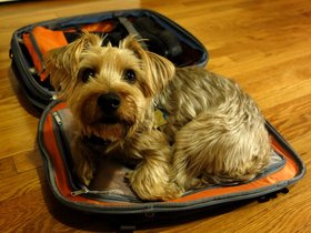 ../2014/05/21-2154-dog-casper.jpg