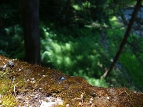 26-1532-seattle-WA-park.jpg