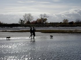 ../2014/10/15-1608-beach-casper-wingaersheek-MA-dog-monika-maggie-nora.jpg