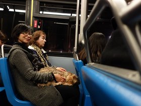 ../2014/10/25-2219-bus-casper-dot-dog-nora.jpg