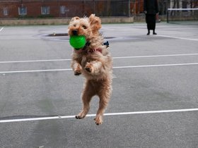 ../2014/11/27-1312-casper-action-dog.jpg