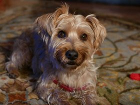 ../2014/12/24-2131-baltimore-MD-dog-casper.jpg