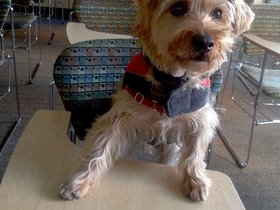 ../2015/01/16-1735-dog-by_nora-casper.jpg