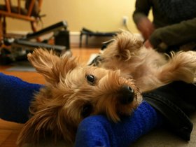 17-2236-casper-nora-dog.jpg