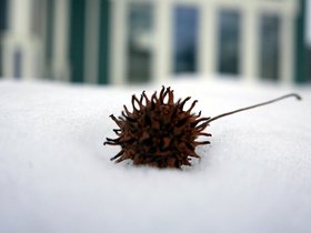 ../2015/02/21-1309-snow.jpg