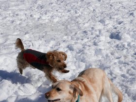 ../2015/03/07-1404-dog-casper-snow.jpg