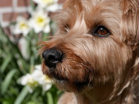 ../2015/04/15-0925-dog-casper.jpg