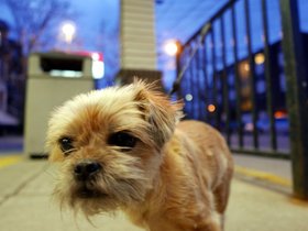 ../2015/04/25-1952-dog.jpg