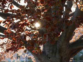 ../2015/05/04-1825-tree-library.jpg