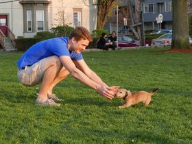 ../2015/05/04-1903-dog.jpg