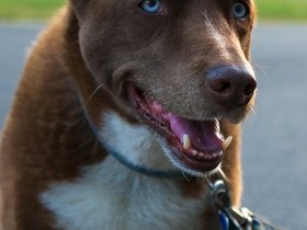 ../2015/05/19-1919-dog.jpg