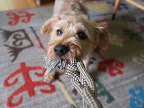 ../2015/06/06-0547-dog-casper-north_adams-MA.jpg