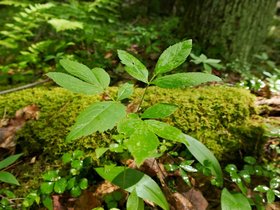 ../2015/06/06-0736-plant-mauserts_pond-MA.jpg