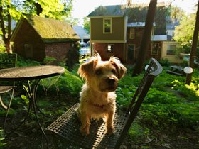 ../2015/06/06-1604-dog-casper-north_adams-MA.jpg