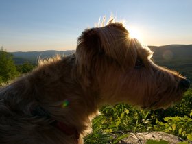 ../2015/06/06-1653-dog-casper-north_adams-MA.jpg