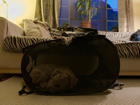 ../2015/06/15-1729-dog-casper.jpg